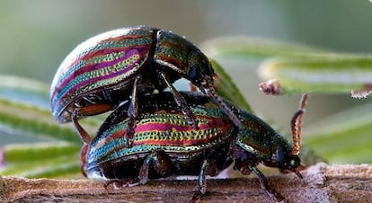 C&oacute;pula de Chrysolina americana.