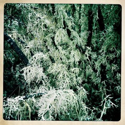 Liquen de la especie 'Evernia prunastri' recubriendo tallos y ramas de jara pringosa.