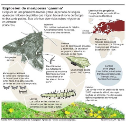 Las mariposas gamma.