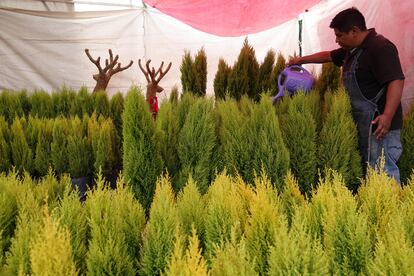 Un vendedor de pinos riega sus ejemplares en la Central de Abastos, el 6 de diciembre en Ciudad de México.