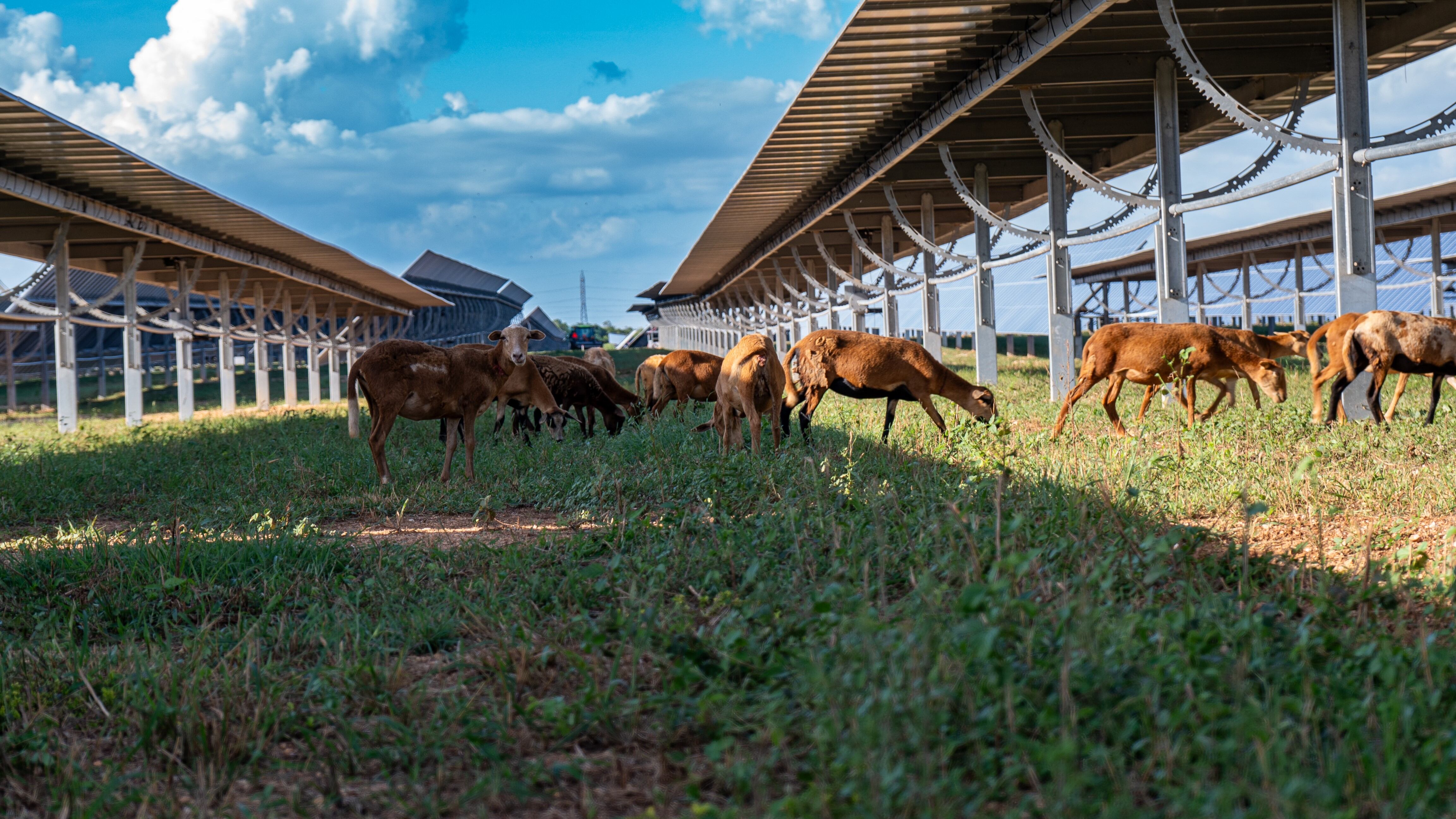 Energía solar y sector agropecuario se alían para crear valor para las comunidades locales
