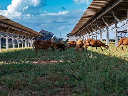 Un rebaño de ovejas pasta en los terrenos de un parque fotovoltaico de Ecoener en República Dominicana.