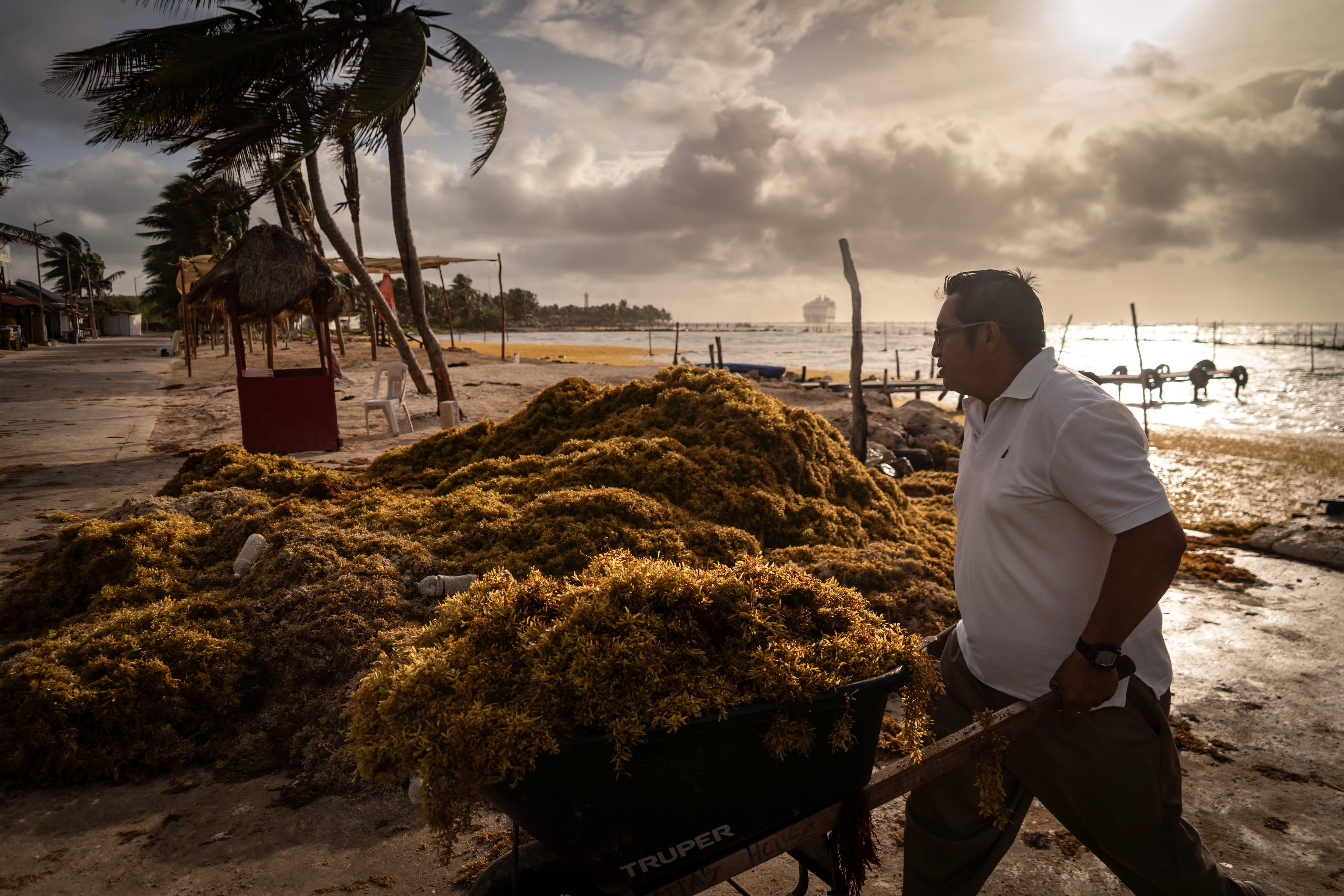 El mapa del sargazo en México: las playas del Caribe han recibido 27 veces más toneladas de lo normal