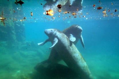 En la visita al Parque XCaret puedes nadar por un laberinto de cuevas y túneles hasta llegar frente a la alberca de los manatíes. Podrás ver las piruetas realizadas por estos adorables gigantes del mar, mamíferos de cuerpo rechoncho, cabeza entre morsa y elefante y una cola plana parecida a la de un castor. www.xcaret.com.mx