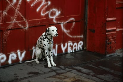 NY, USA, 1984. Cão dálmata.