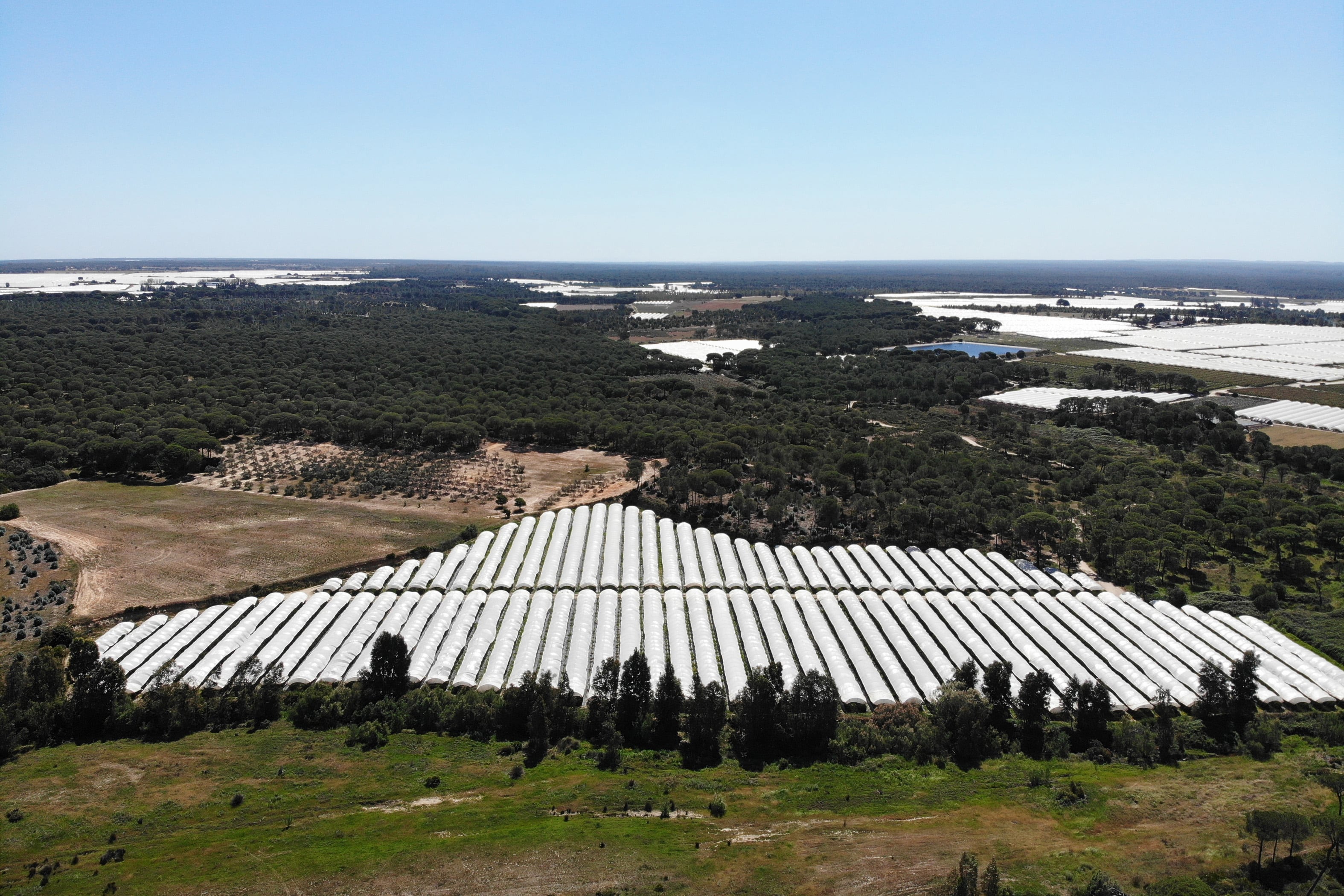 Doñana recibirá por fin las ayudas para eliminar cultivos ilegales y regenerar el acuífero