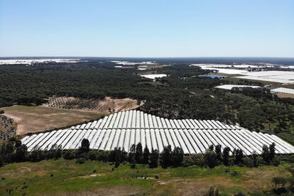 Imagen aérea de invernaderos ubicados en Lucena del Puerto, junto a Doñana.