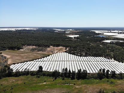 Cultivos de frutos rojos en Lucena del Puerto, Huelva.