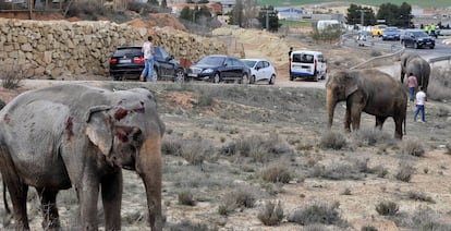 GRAF4580. POZO CAÑADA (ALBACETE), 02/04/2018.- Uno de los elefantes que ha resultado herido tras volcar el camión en el que viajaba hoy en la A-30, a su paso por Pozo Cañada (Albacete). De los cinco elefantes que transportaba el camión, uno ha muerto y otros dos están heridos. EFE/Manu