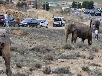 GRAF4580. POZO CAÑADA (ALBACETE), 02/04/2018.- Uno de los elefantes que ha resultado herido tras volcar el camión en el que viajaba hoy en la A-30, a su paso por Pozo Cañada (Albacete). De los cinco elefantes que transportaba el camión, uno ha muerto y otros dos están heridos. EFE/Manu