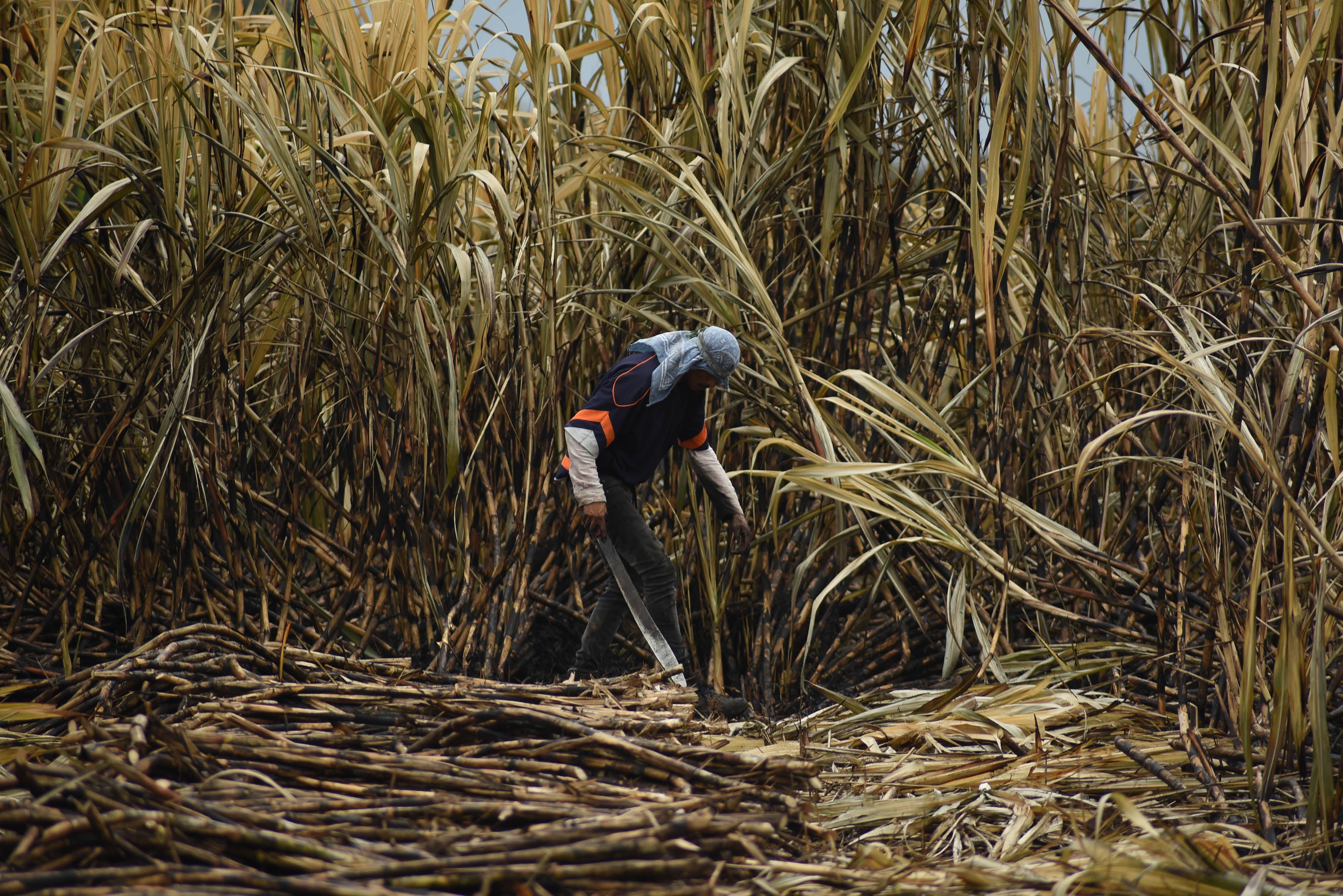 Los productores de azúcar de México exigen al gobierno un plan de rescate para atajar la caída de los precios y la sobreoferta en el mercado