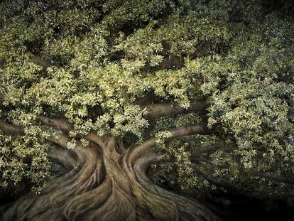 Un árbol del caucho, una especie presente en Europa pero nativa de India e Indonesia, que la artista Irene Kung retrató en 2007. 