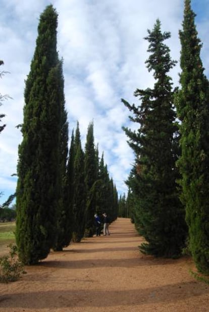 Uma avenida de ciprestes em Mérida (Extremadura).