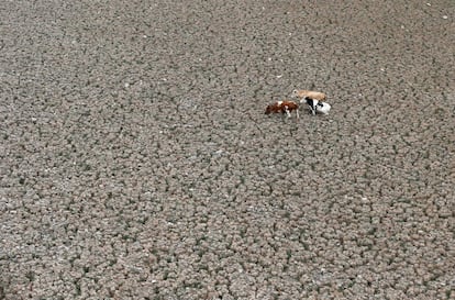 El departamento de Medio Ambiente de Naciones Unidas (PNUMA) ha radiografiado los principales problemas ambientales del planeta partiendo del conocimiento científico disponible. En la imagen, unas vacas atraviesan la seca laguna de Aculeo en Paine (Chile), el 9 de enero de 2019.