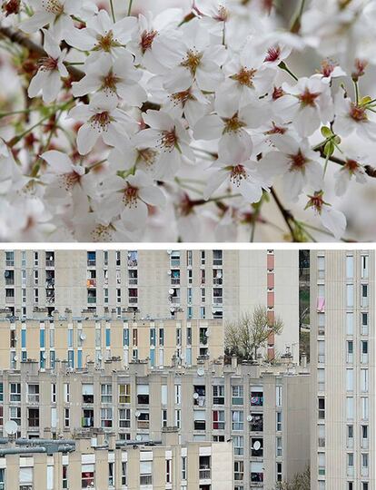 Detalle de un cerezo en flor en Tokio, Japón. / Detalle de uno de los antiguos edificios de apartamentos del barrio de Castellane, en la localidad francesa de Marsella.