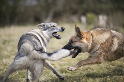 Si los perros domésticos vivieran en libertad, emplearían su tiempo en dormir, buscar comida y relacionarse con sus iguales.