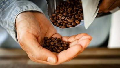 Un hombre sostiene café en grano en su mano.