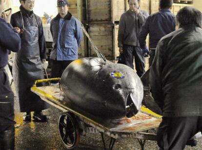El atún rojo que ha sido vendido esta madrugada en Tokio