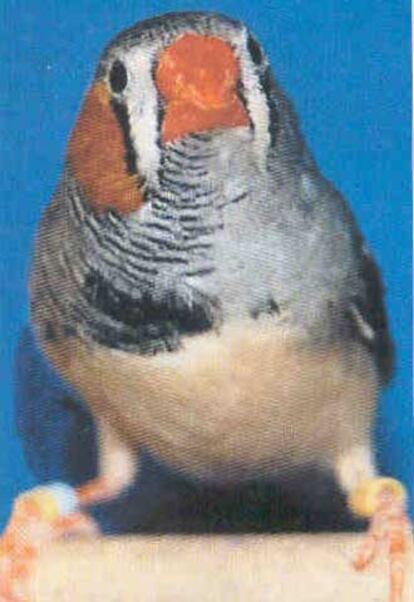 El pájaro <i>zebra finch</i> tiene la mitad del cuerpo de cada sexo.