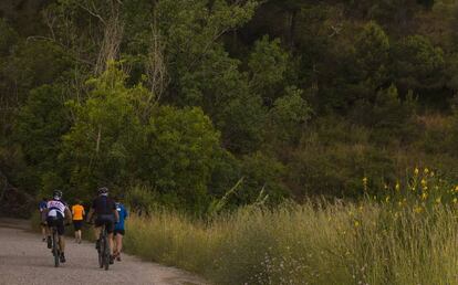 Un grupo de ciclistas practica deporte en la carretera de les Aigües, en Collserola.
