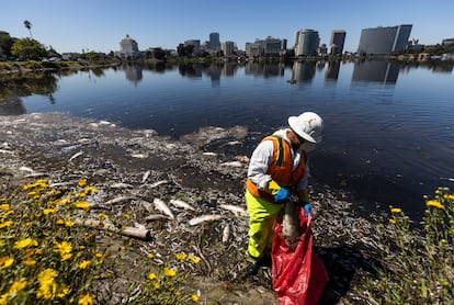 Un trabajador del Ayuntamiento de Oakland deposita en una bolsa plástica cadáveres de peces durante los trabajos de limpieza en el Lago Merritt.