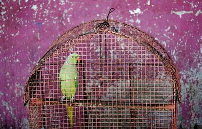 Un loro en una jaula, en Colombo (Sri Lanka).