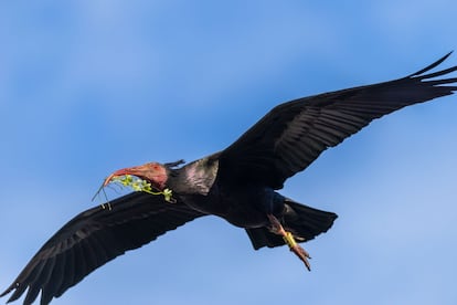 Ibis eremita