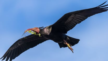 Un ejemplar de ibis eremitas volando.