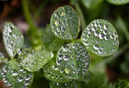 Trébol cubierto de gotas de lluvia cerca de Kempten (Alemania), 3 de mayo de 2014.