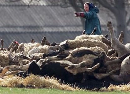 La UE cree que el Reino Unido ocultó durante un mes el brote de fiebre aftosa. En la imagen, animales a punto de ser incinerados en una granja británica.