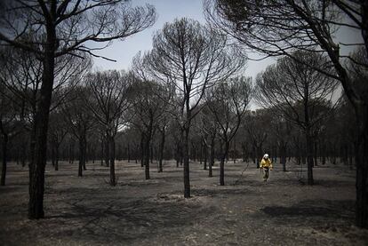 Un bombero camina por Doñana en junio de 2017 tras el incendio que arrasó más de 8.400 hectáreas de este parque natural.