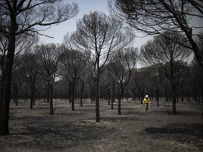 Un bombero camina por Doñana en junio de 2017 tras el incendio que arrasó más de 8.400 hectáreas de este parque natural.