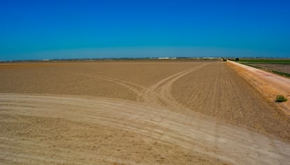 Una parcela seca donde antes se cultivaba algodón, en Las Marismas del Guadalquivir, una de las comarcas más golpeadas por la falta de agua, a mediados de julio.