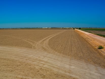 Una parcela seca donde antes se cultivaba algodón, en Las Marismas del Guadalquivir, una de las comarcas más golpeadas por la falta de agua, a mediados de julio.