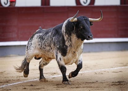 'Cetrero', toro de El Ventorrillo, lidiado en Las Ventas el pasado 12 de mayo.