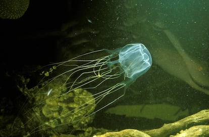 Una cubomedusa australiana (Chironex fleckeri) en aguas de North Queensland, Australia.