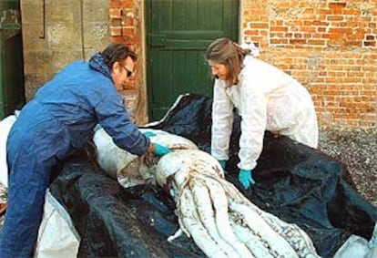 Cientficos australianos examinan el calamar gigante en Tasmania.