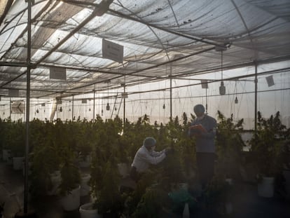 Trabajadores cultivan marihuana en un invernadero en el poblado de Doima, Departamento de Tolima (Colimbia), en junio de 2019.