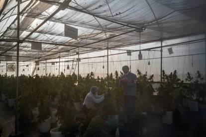 Trabajadores cultivan marihuana en un invernadero en el poblado de Doima, Departamento de Tolima (Colimbia)