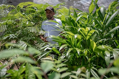 Norvey Segura, miembro de la Asociación de Campesinos Unidos por la Acción Comunal, el Medio Ambiente y los Derechos Humanos  de Doncello, en San José. 