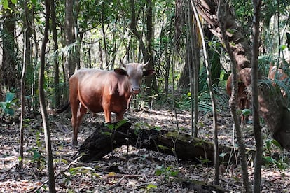 A cow grazes in one of the wooded areas that Teetzen uses.