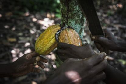 Trabajadores cosechando cacao en una plantación de cacao en Agboville, Costa de Marfil.