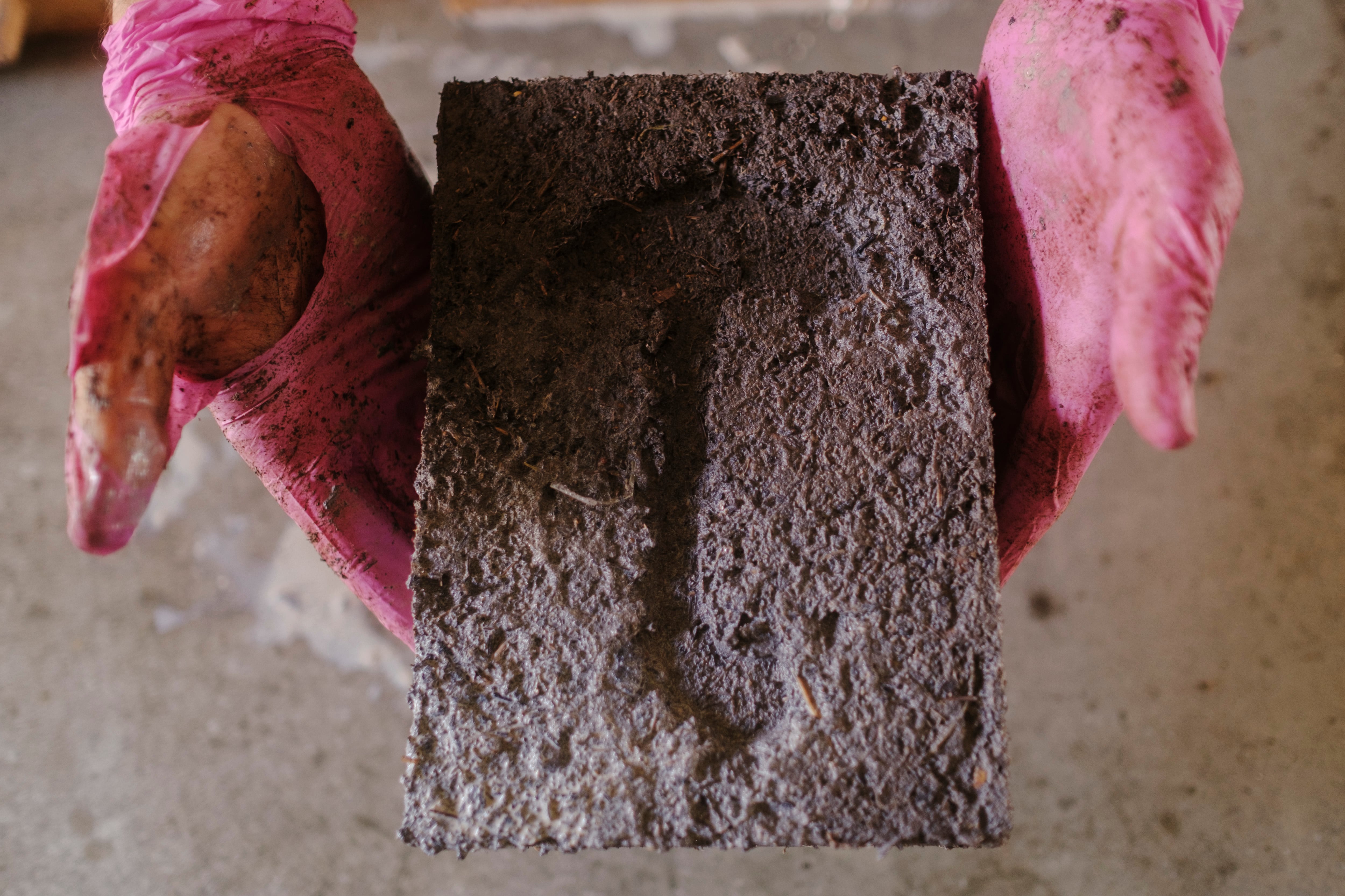 Camilo Restrepo sostiene un bloque de excremento de hipopótamo, donde luego crecerán hongos.