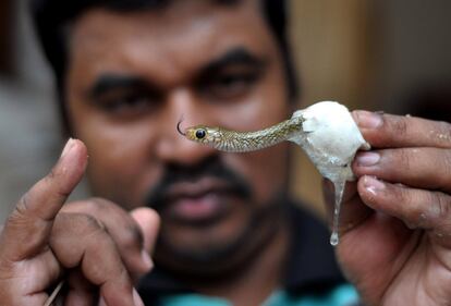 Una serpiente rata en el momento de salir del huevo en Bhudaneswar, India. Es un tipo de serpiente venenosa que se encuentra por todo el país.