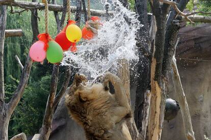 Un león se divierte con globos de agua, en el Zoo Everland Amusement de Seúl (Corea del Sur).