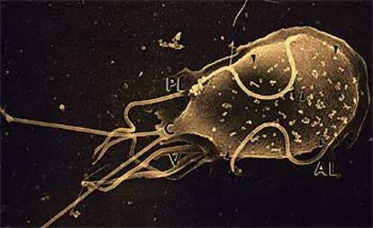 Imagen microscópica de una &#39;giarda lamblia&#39;, una especie de bacteria.