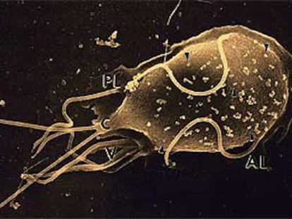 Imagen microscópica de una 'giarda lamblia', una especie de bacteria.