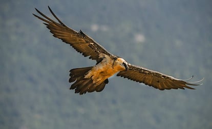 Un ejemplar de quebrantahuesos sobrevuela los Pirineos.