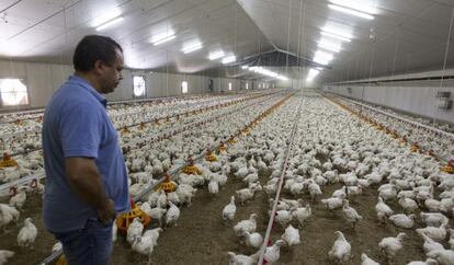 Miles de pollos en una granja de Silleda (Pontevedra).