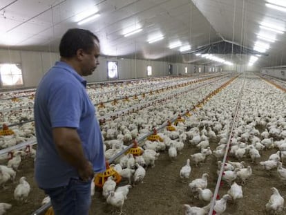 Miles de pollos en una granja de Silleda (Pontevedra).